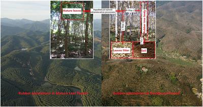 Rubber Trees Demonstrate a Clear Retranslocation Under Seasonal Drought and Cold Stresses